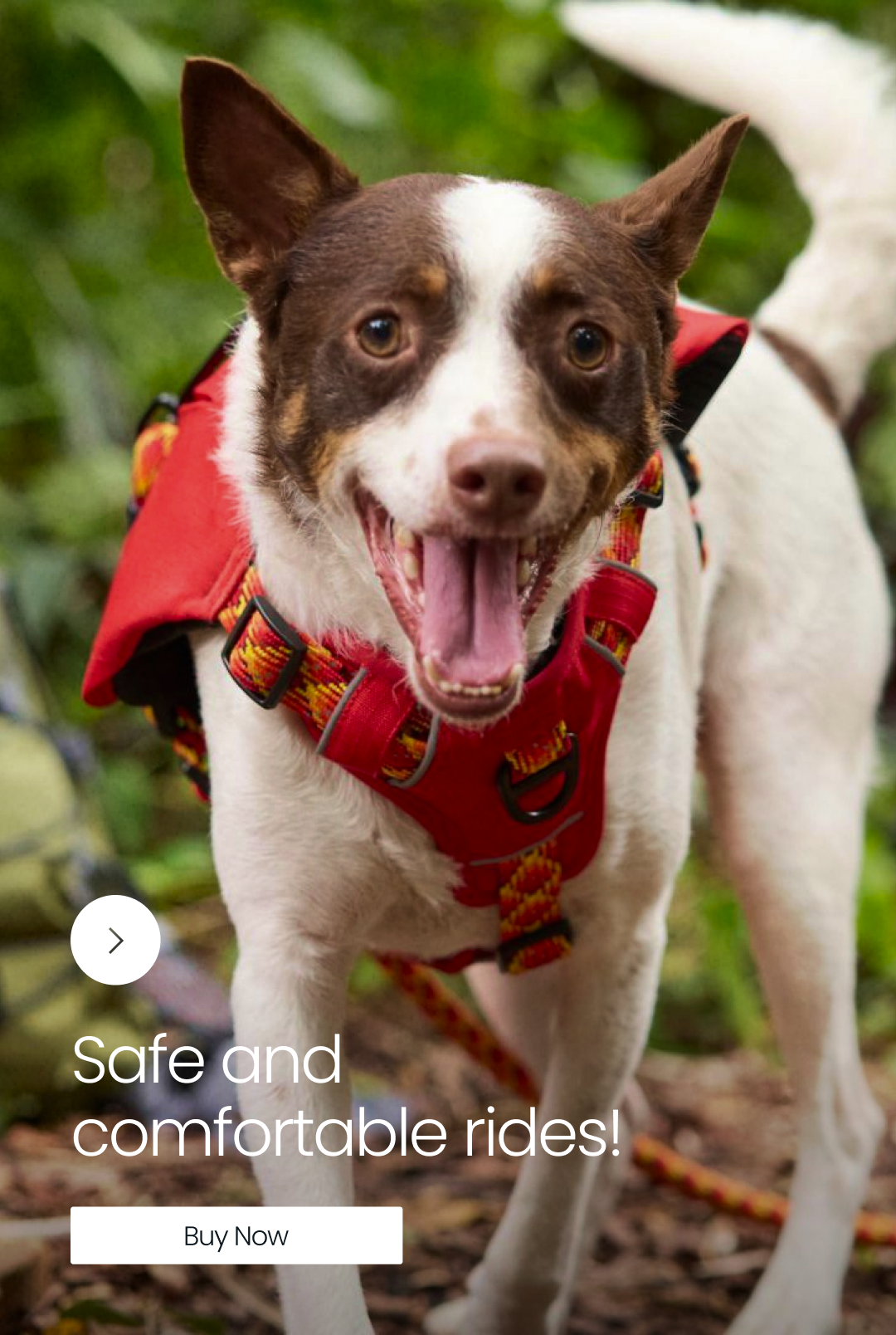 Leashes & Harnesses