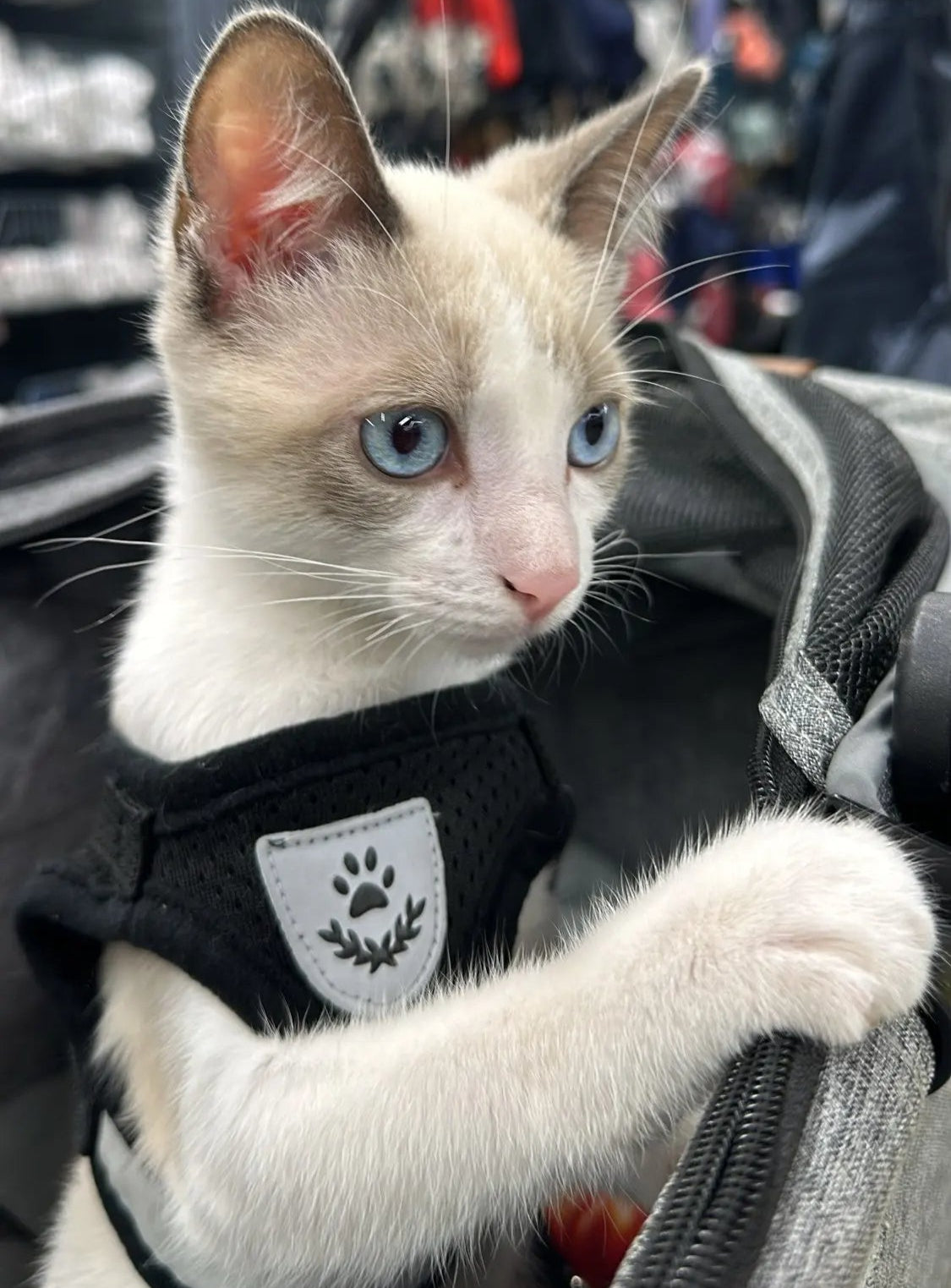 Adjustable Reflective Pet Harness and Leash Set