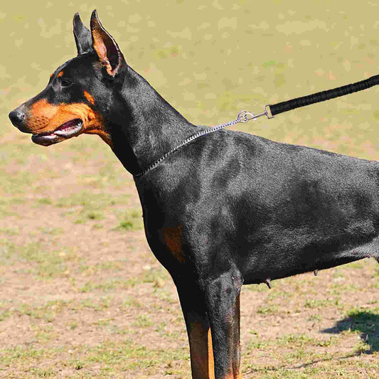 Reflective Dog Leash Extension - Bungee Training Extender