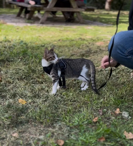 Escape-Proof Cat Harness and Leash Set - Adjustable & Soft