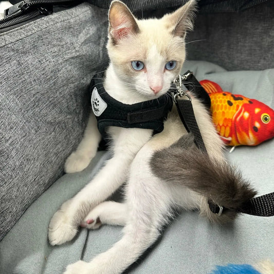 Adjustable Reflective Pet Harness and Leash Set